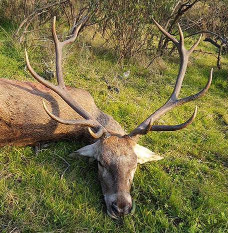 grand cerf chassé en montéria au Portugal