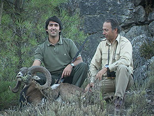 grand mouflon chassé à l'approche