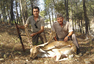 beau daim chassé à l'approche