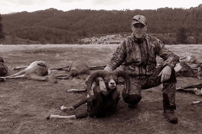 gros mouflon chassé en monteria au Portugal