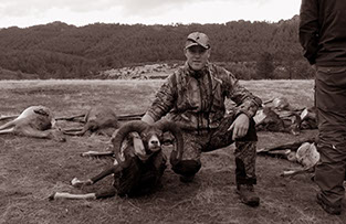 gros mouflon chassé en monteria au Portugal
